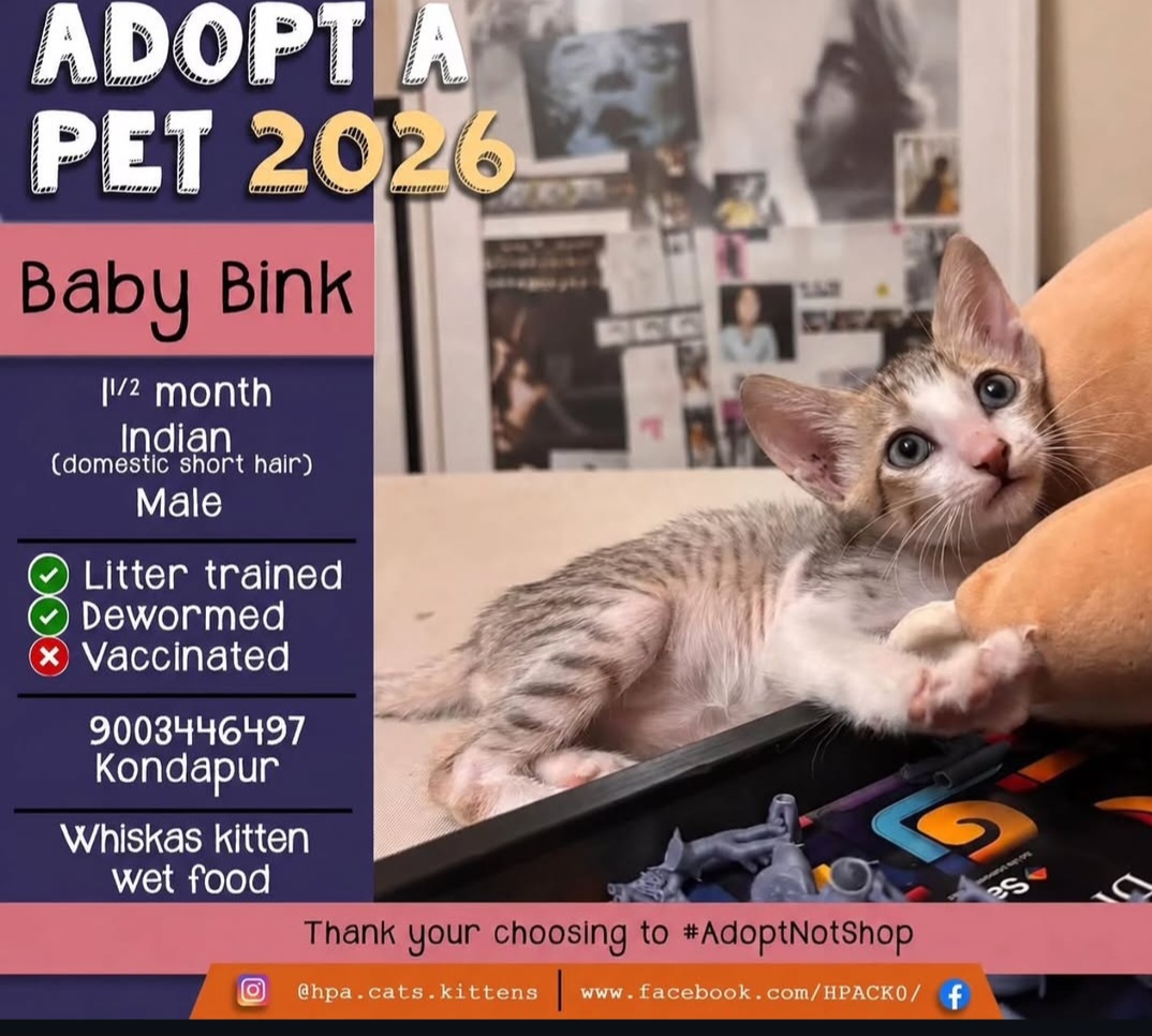 Baby Bink – 2 Month Old Male Indian Domestic Short Hair Kitten for Adoption
