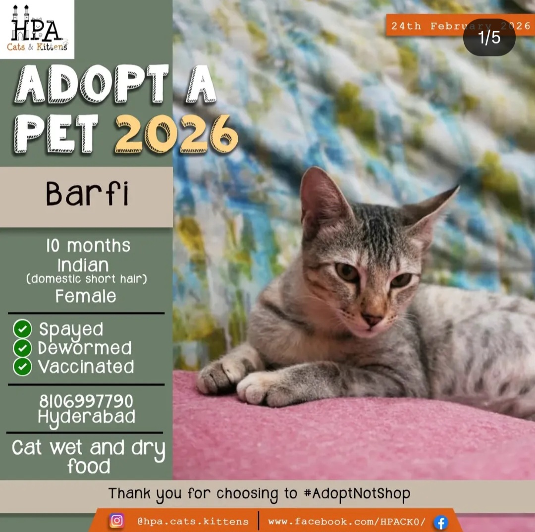 🐾 Barfi – 10 Months Old Indian Domestic Short Hair (Female) 🐾