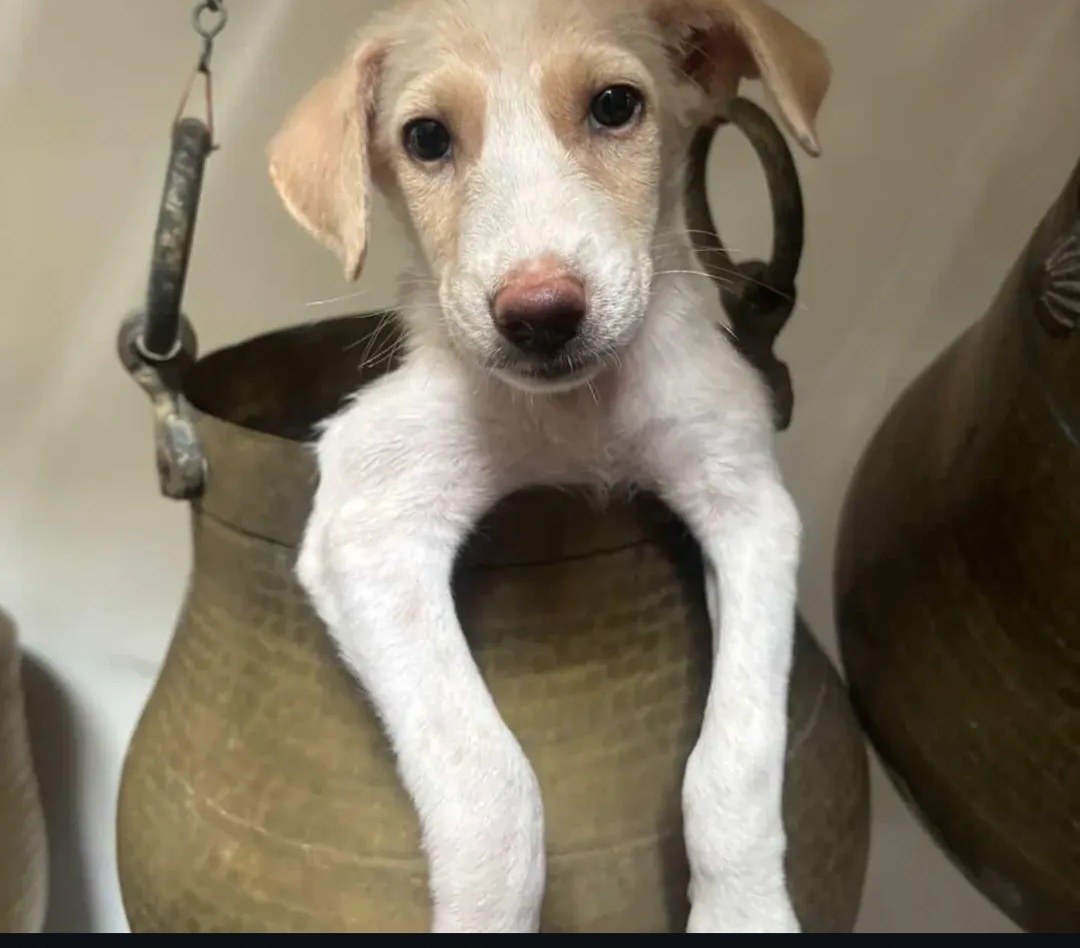 Bella – Female Puppy for Adoption