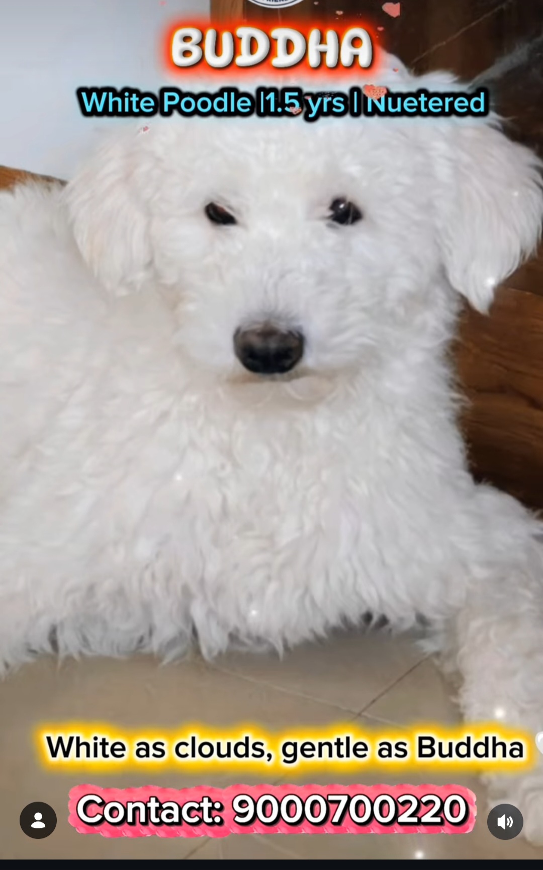 Buddha – White Poodle (1.5 years, Neutered)