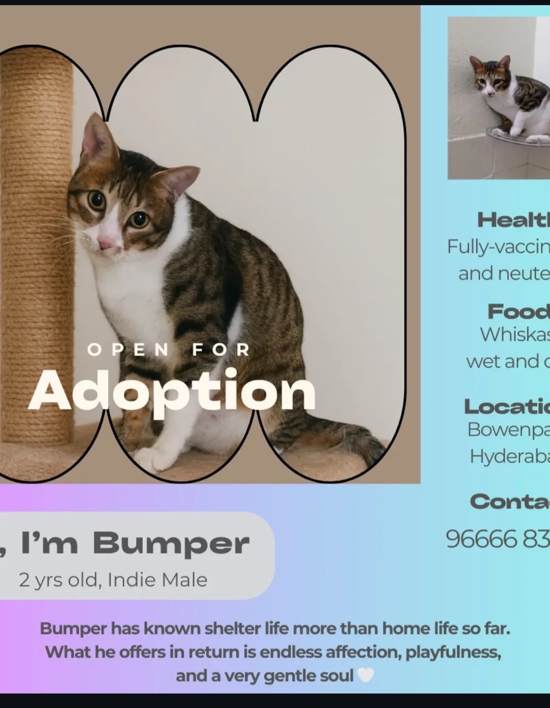 🐾 Bumper – 2 Years Old | Indie Male