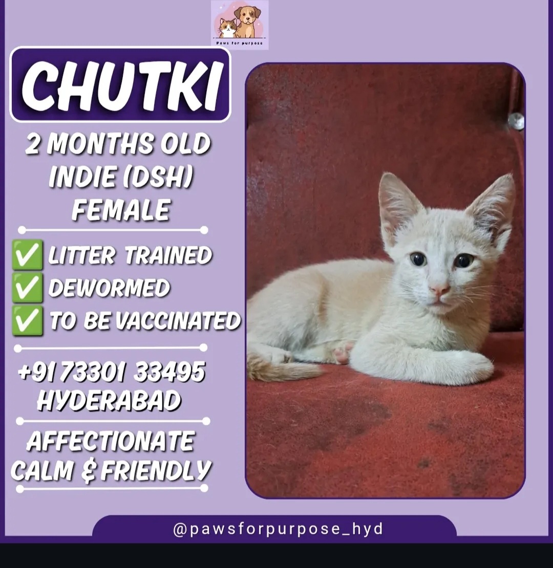 Chutki – 2 Months Old Indie (DSH) Female 🐾