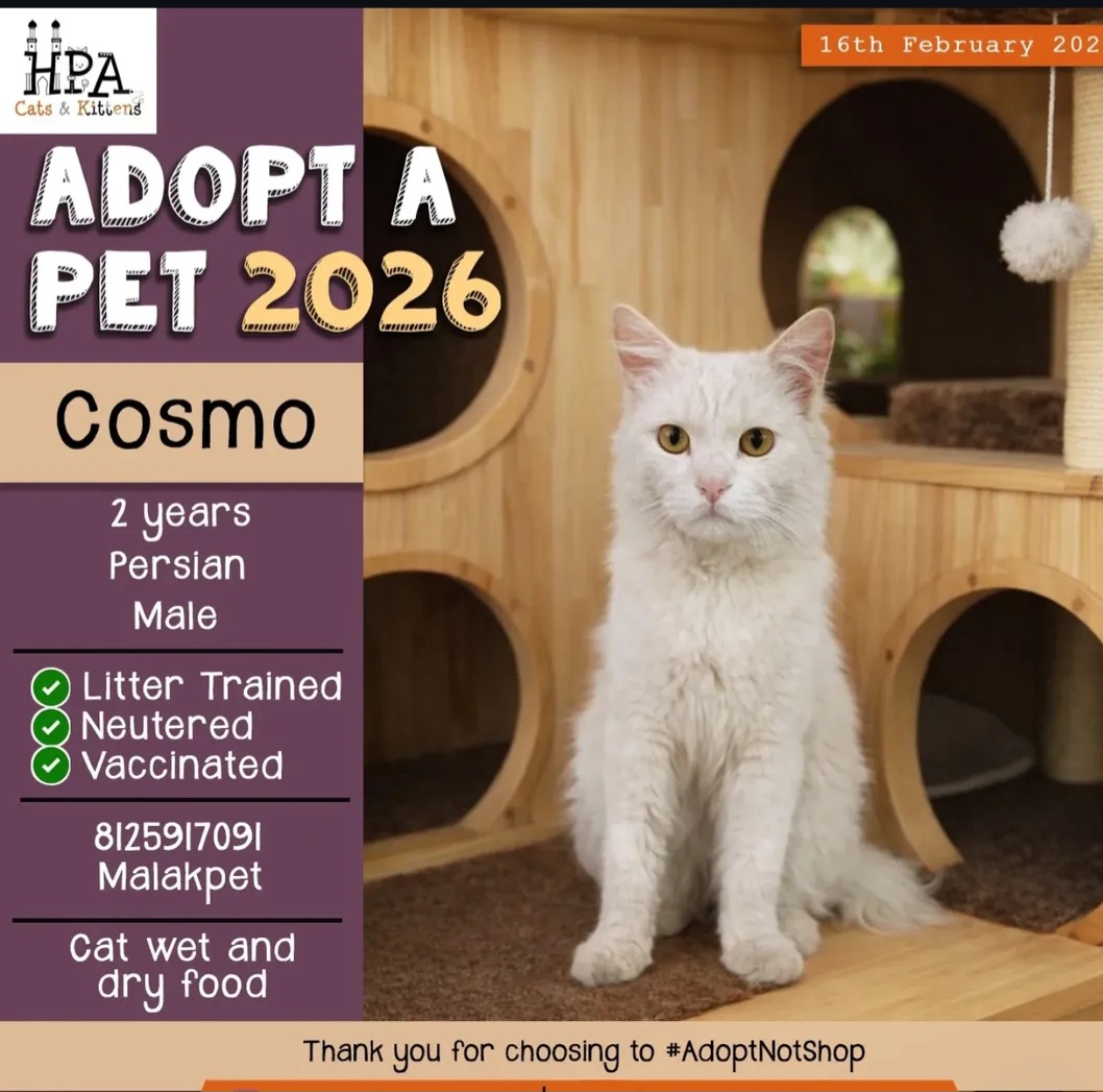 Cosmo – 2-Year-Old Persian Male