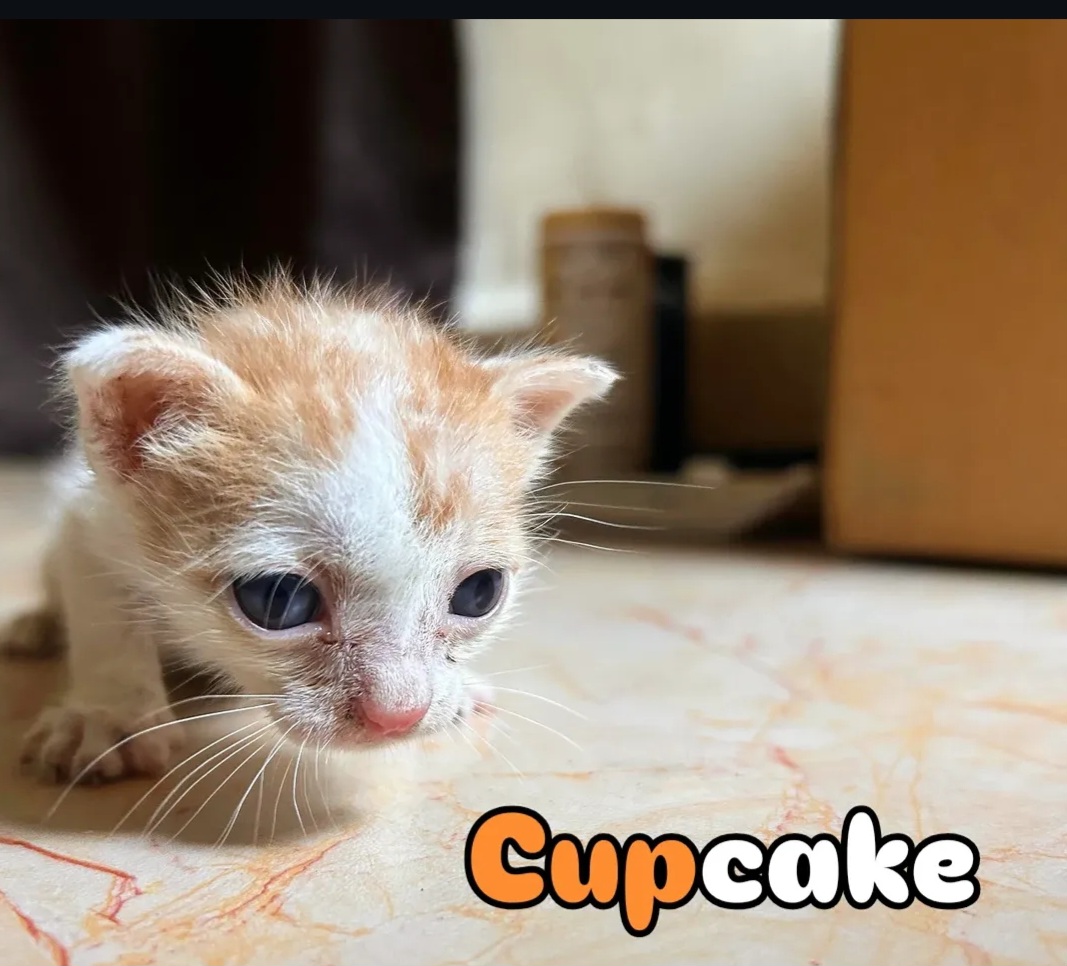 Cupcake Looking for a Loving Home in Andheri West