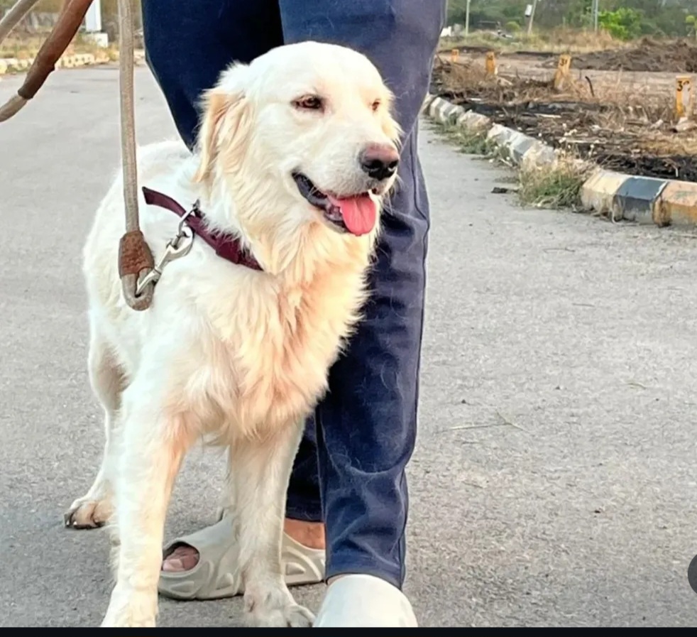 🐶 Dog for Adoption – Loving Home Needed 🏡