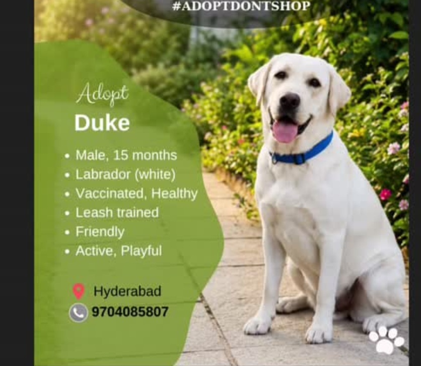 Duke the Labrador Available for Adoption