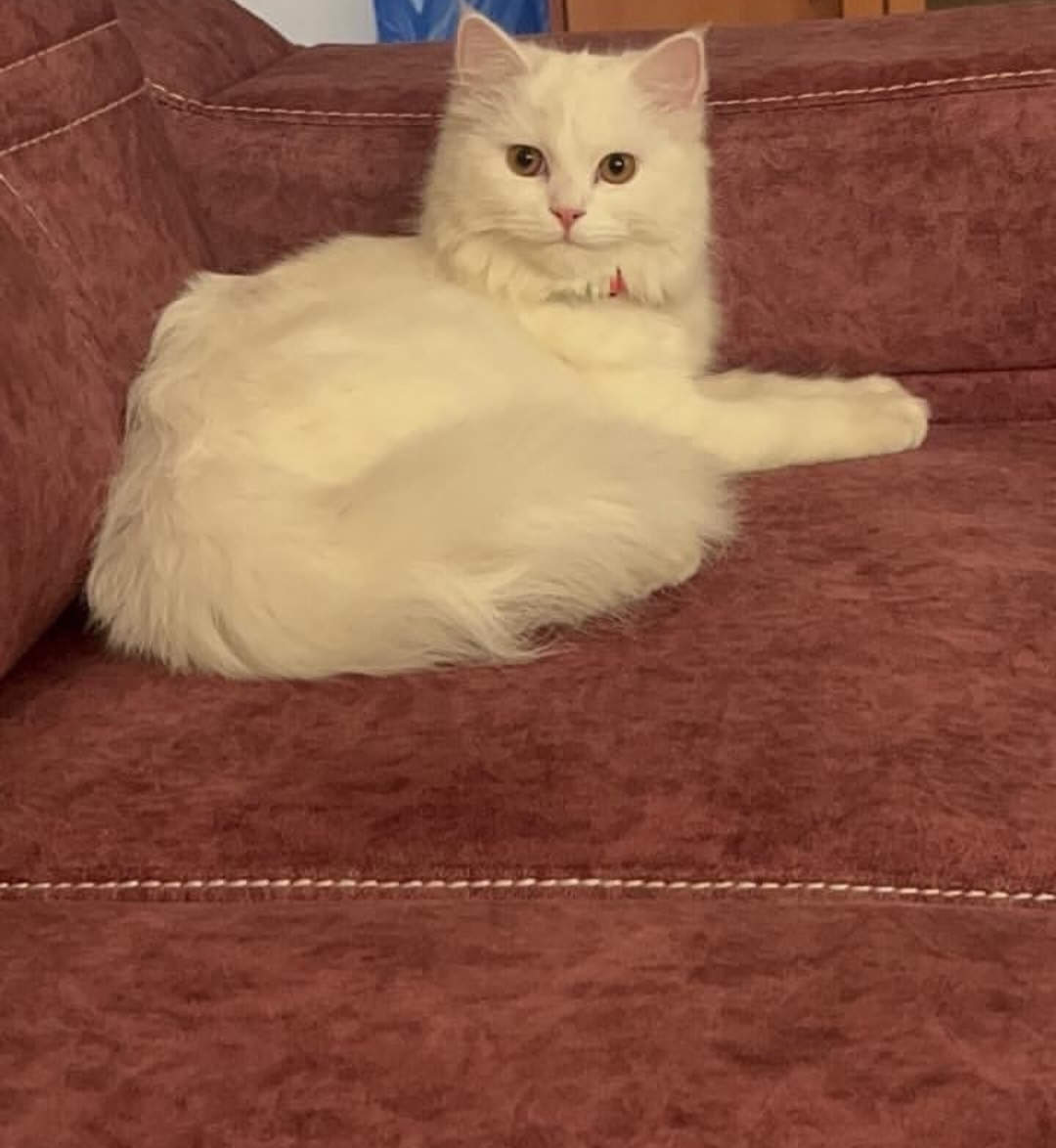 Female Cat Pixie Available for Adoption in PCMC Pimpri
