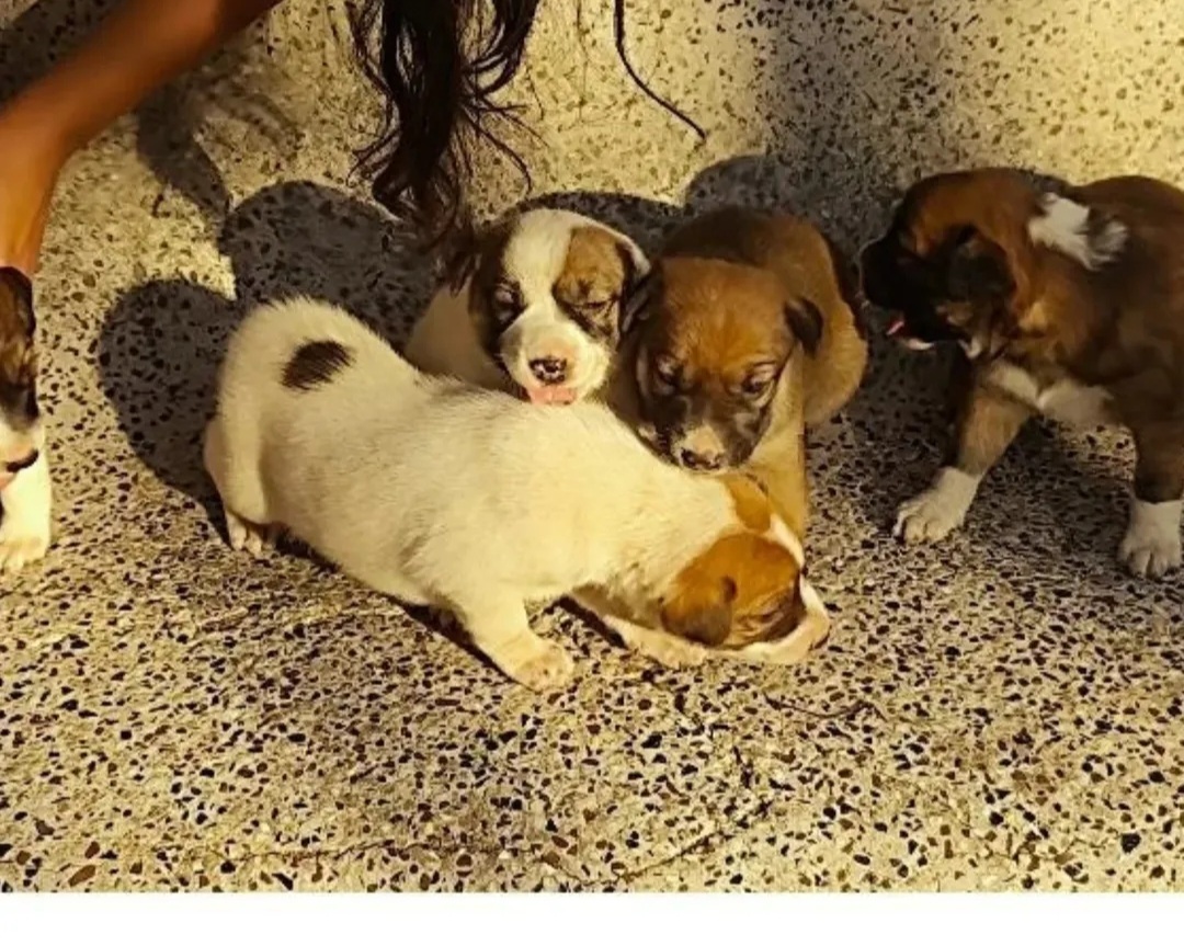 For Adoption: 5 Indie Puppies