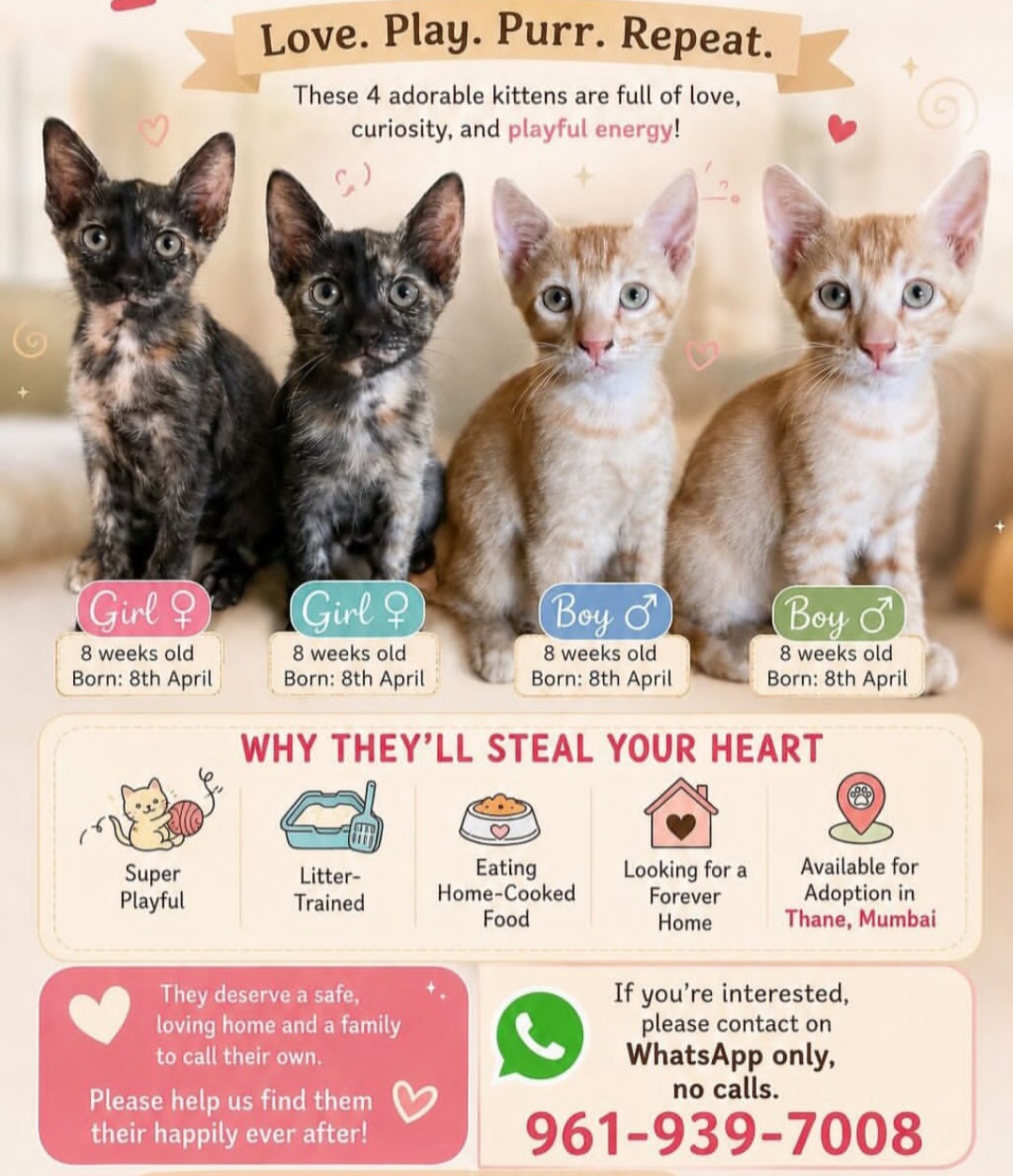 Forever Home – 4 Adorable Kittens Looking for Adoption in Thane, Maharashtra