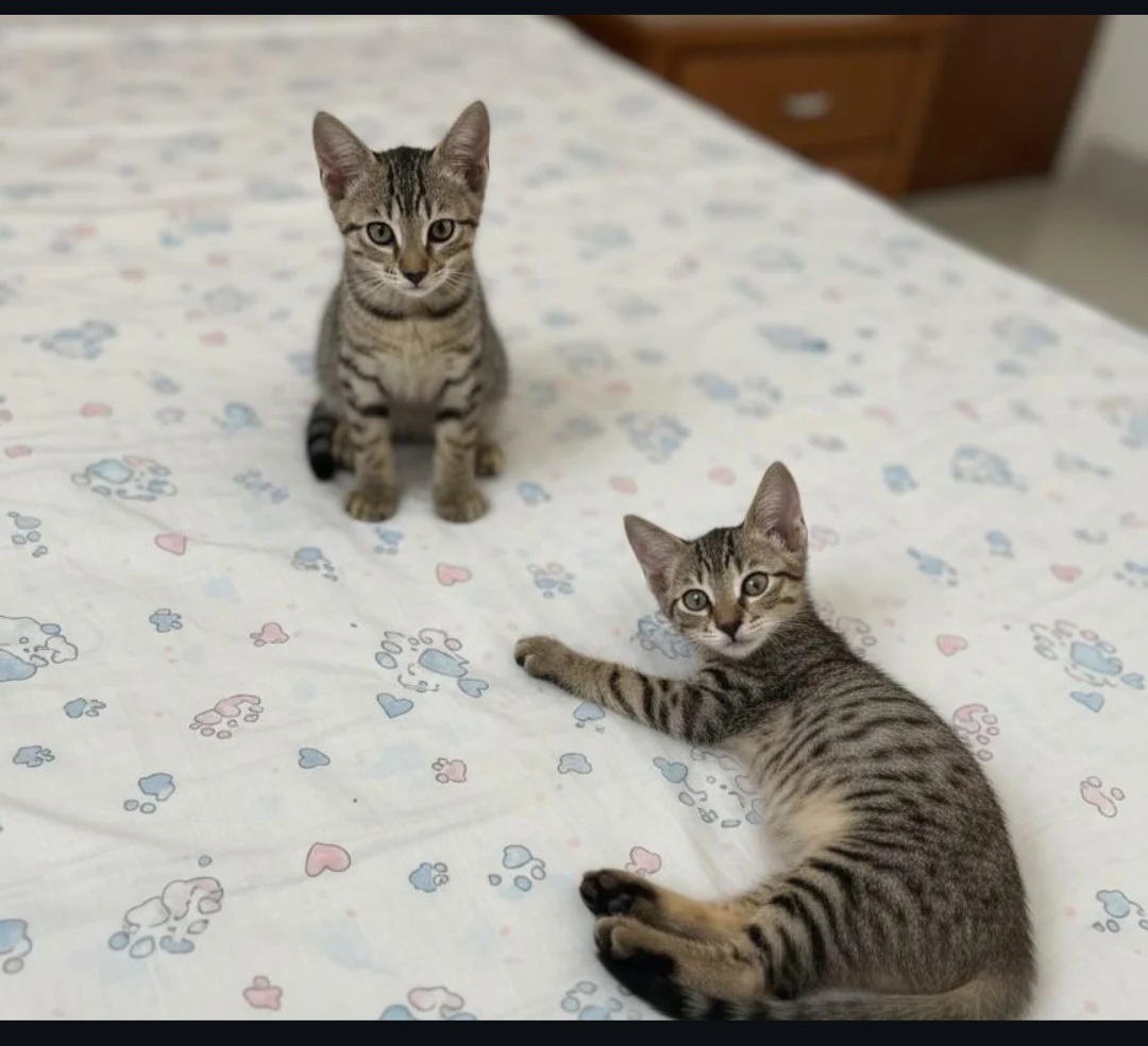 🚨 FOSTER APPEAL – URGENT HELP NEEDED! 🐾