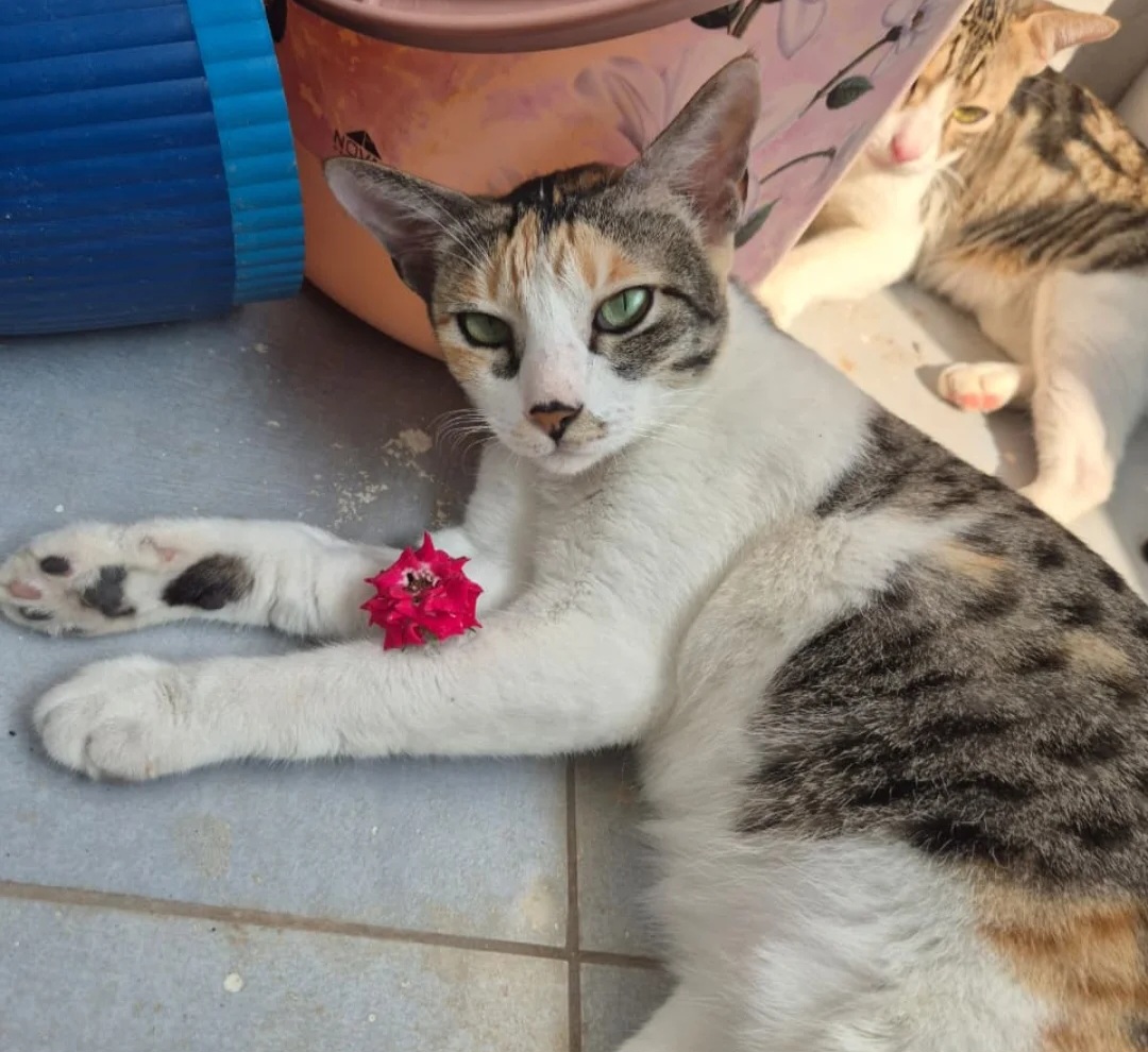 🚨 Foster Appeal – Urgent Help Needed 🐾