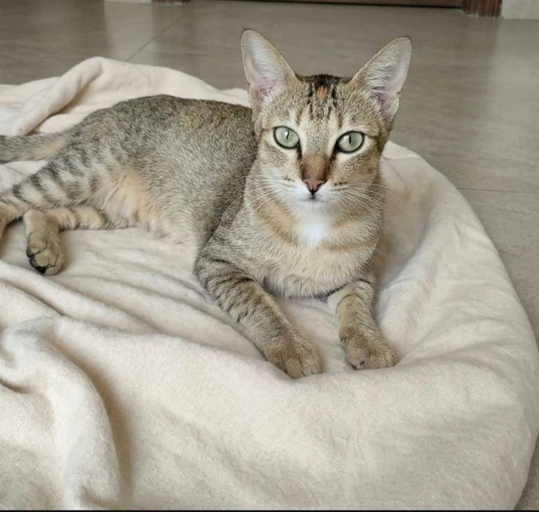 🚨 FOSTER APPEAL 🚨