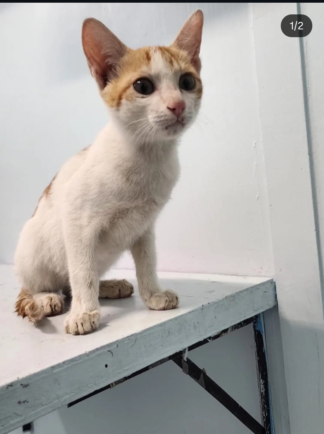 Foster Needed – 3-Month-Old Kitten 🐱