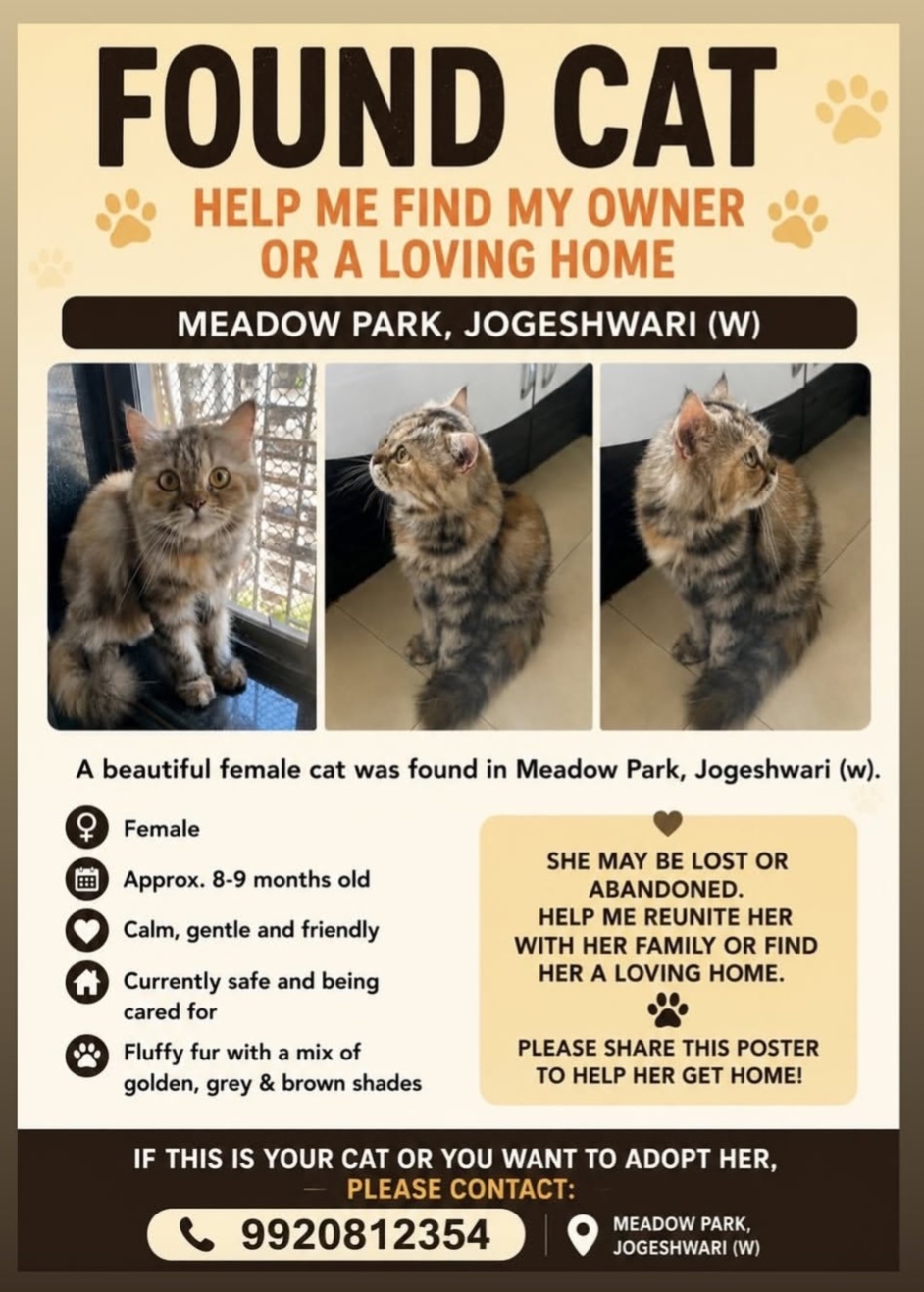 FOUND CAT – HELP FIND HER OWNER OR A LOVING HOME