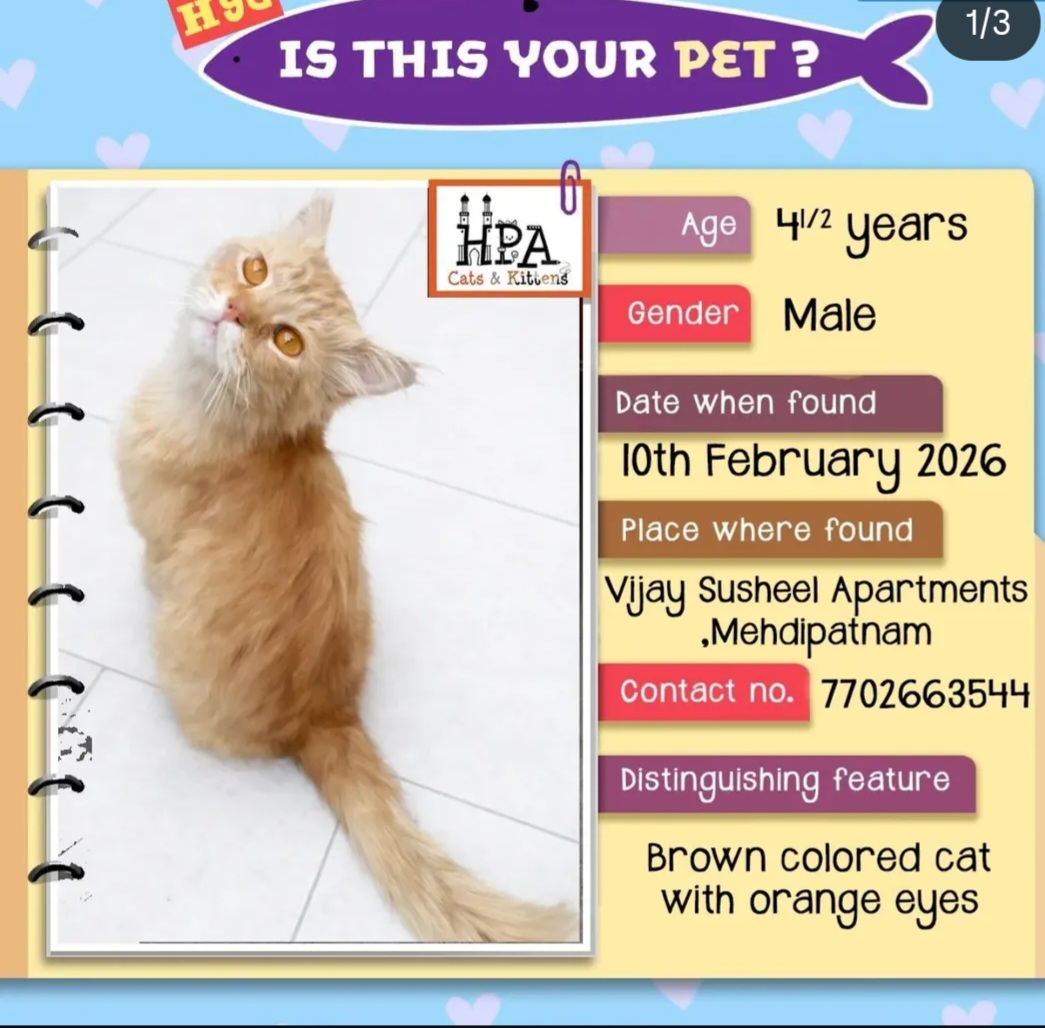 🐾 Found Cat – Is This Your Pet?