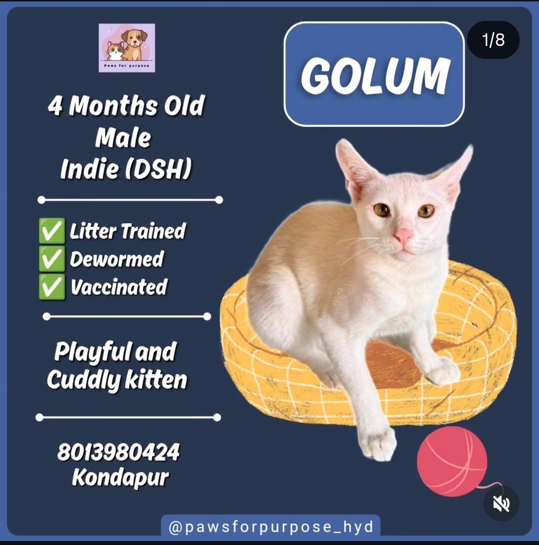 Golum – 4 Months Old (Kondapur)
