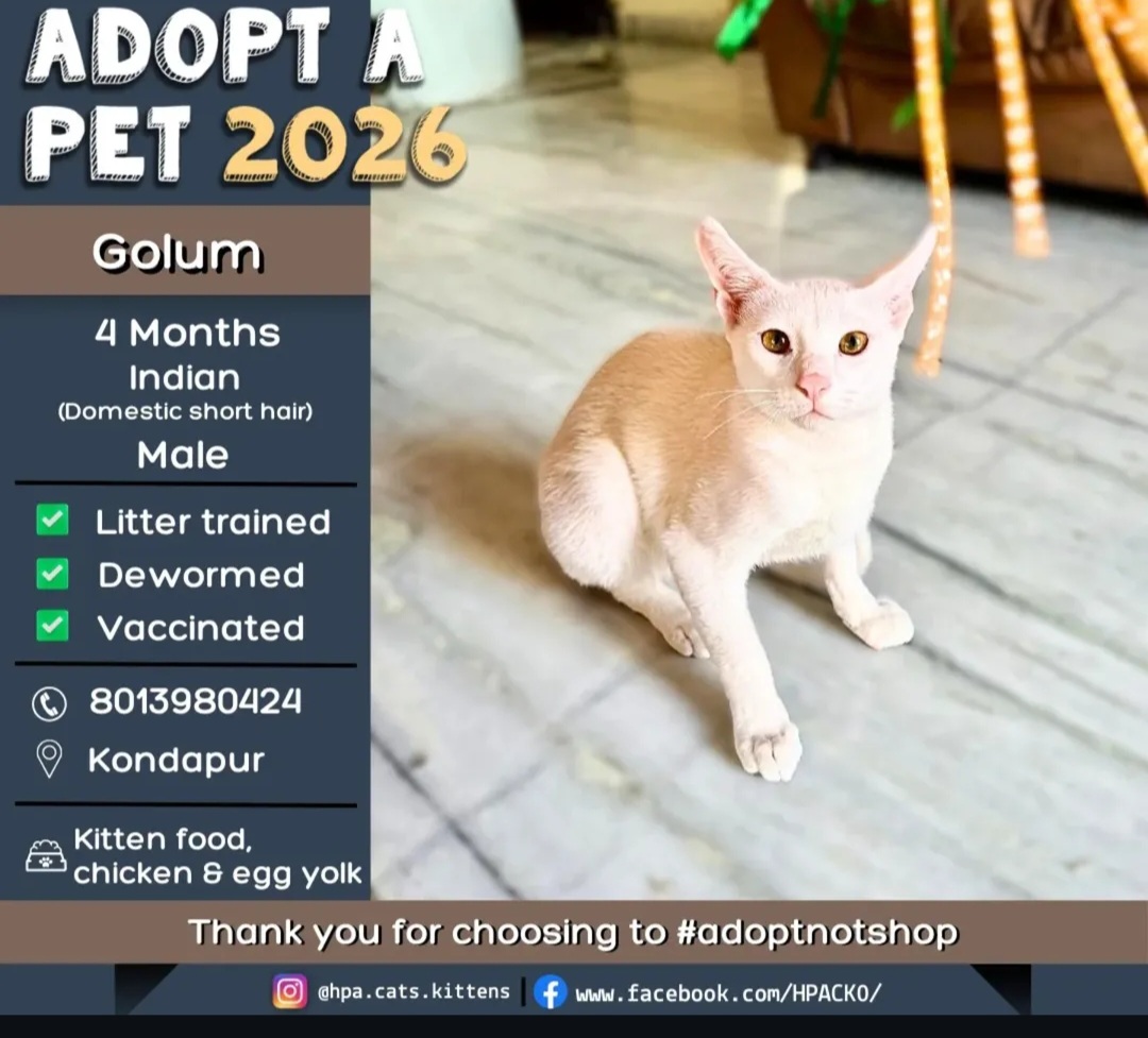 🐾 Golum – Playful Little Boy