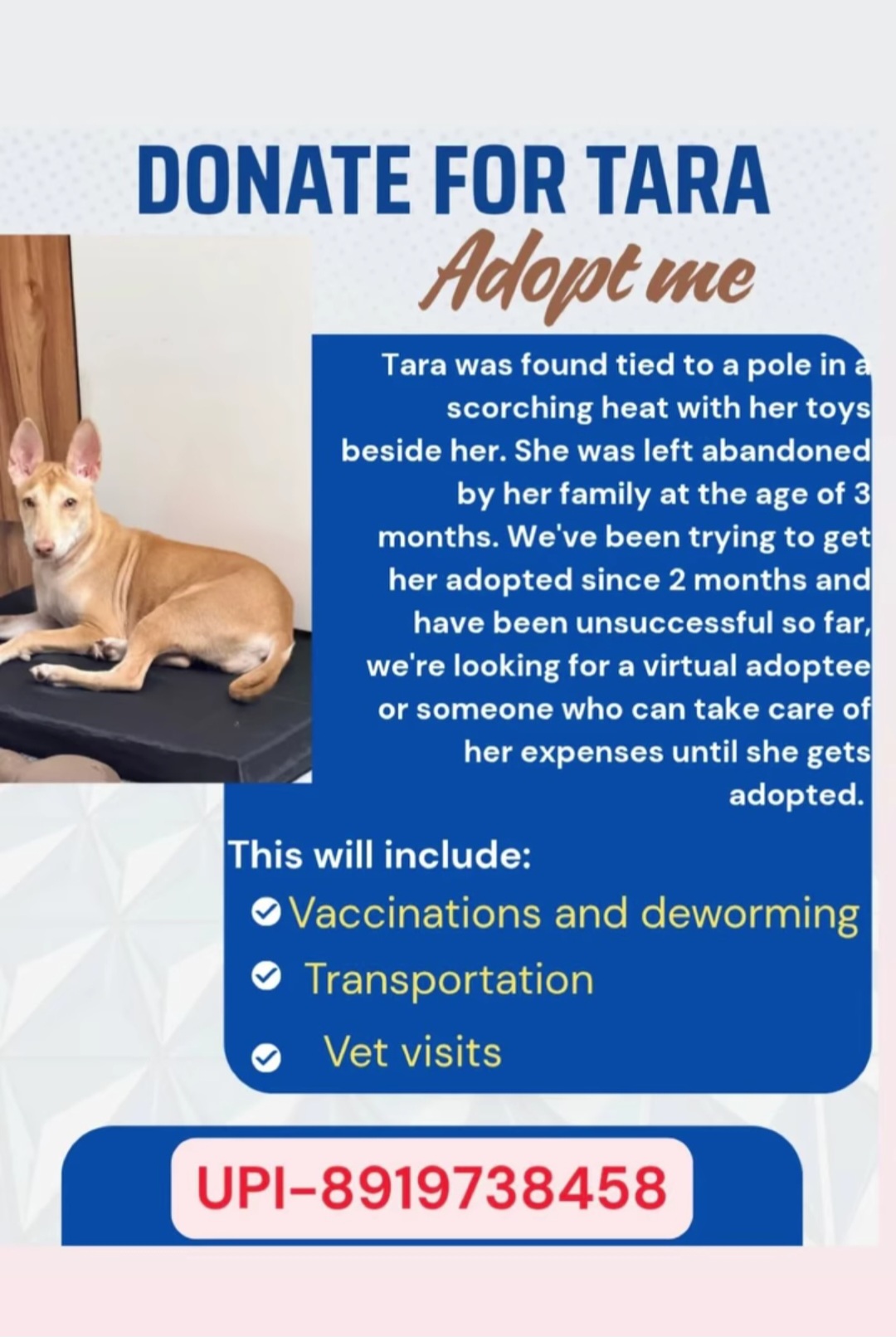 Help Tara find a better life 🐾