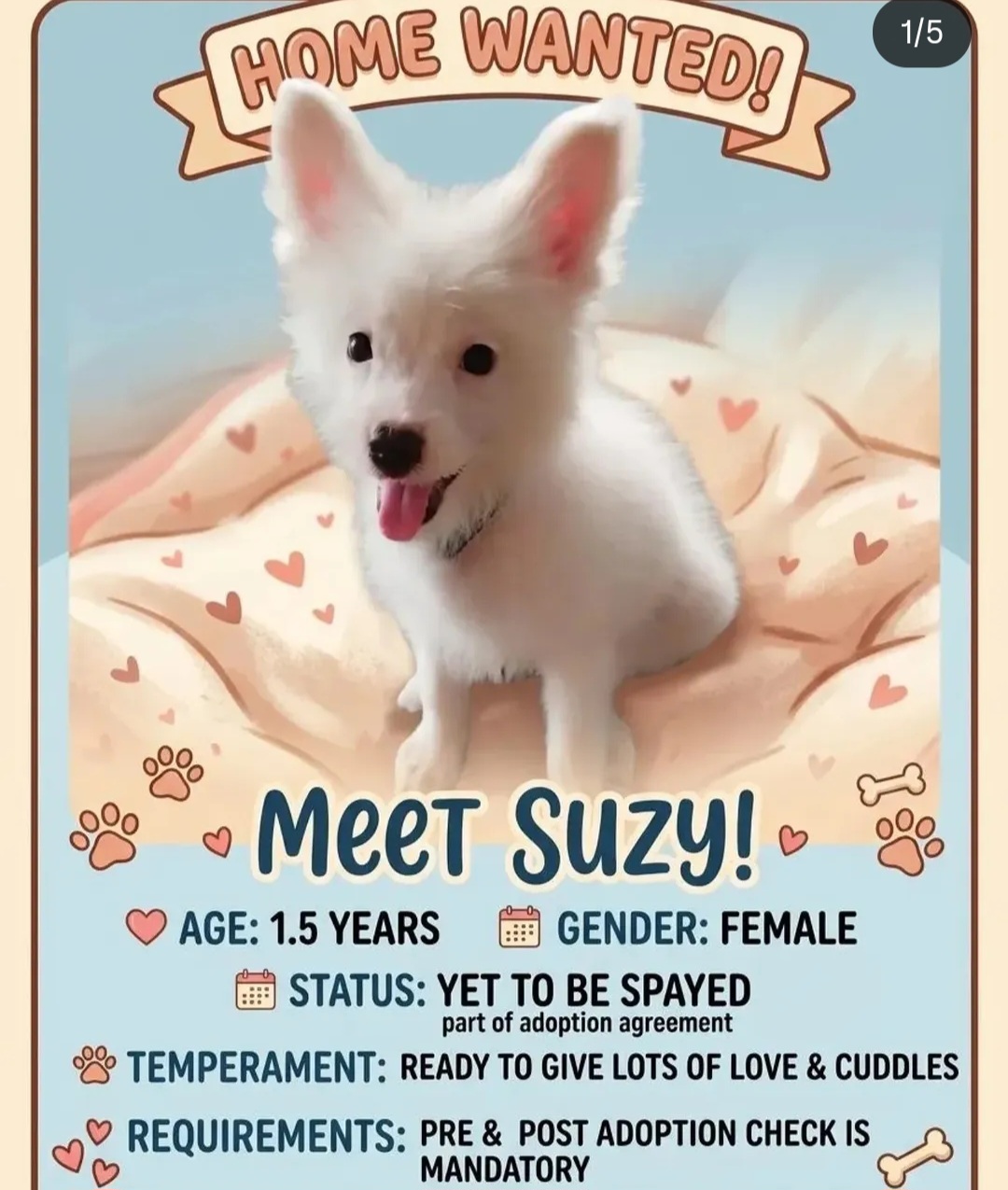 HOME WANTED FOR SUZY