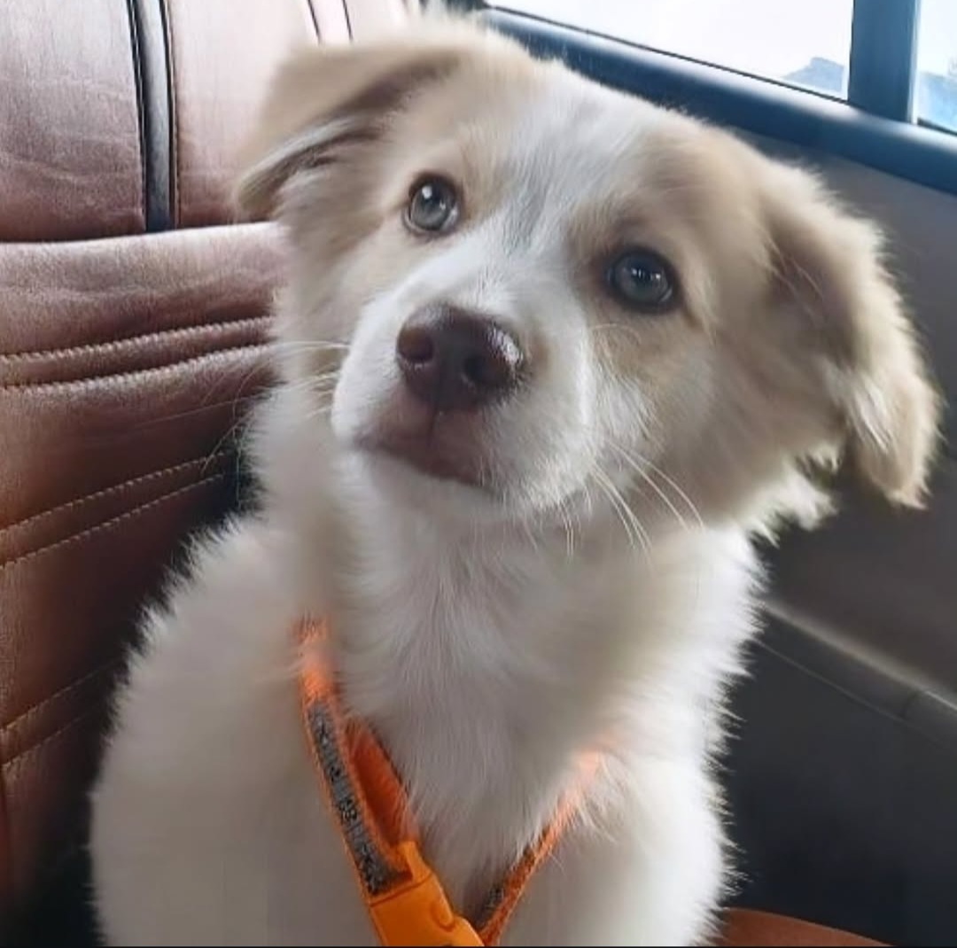 🐶 Hyderabad Adoption – Jacky (6 Months, Male