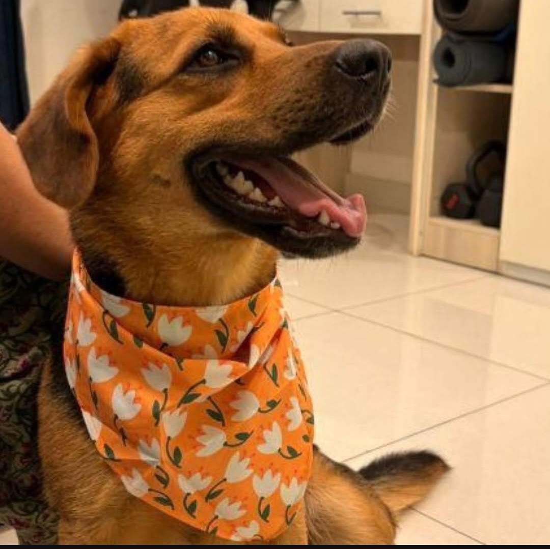 Hyderabad Adoption – Loving Rescue Looking for Home 🐾