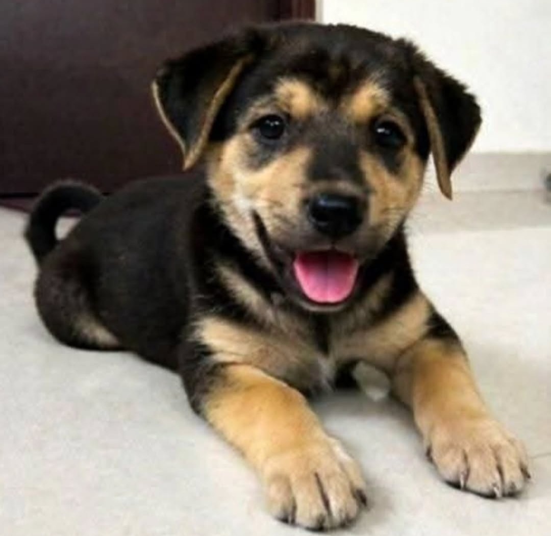 🐾 **Hyderabad Adoption – Meet Mosco** 🐾
