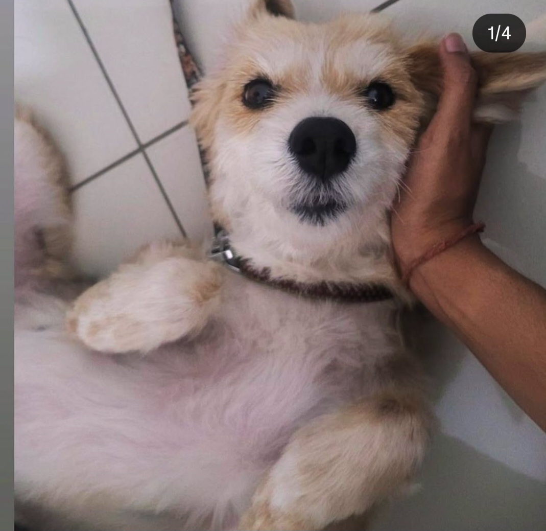 🐶 Hyderabad Adoption – Rescue Dog (Maggie) 🐶