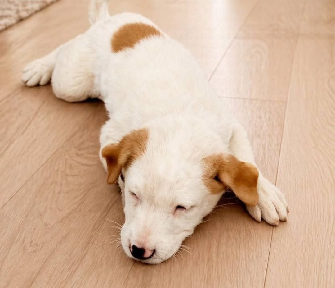 🐾 Hyderabad Adoption – Say Hello to Luno 🐾
