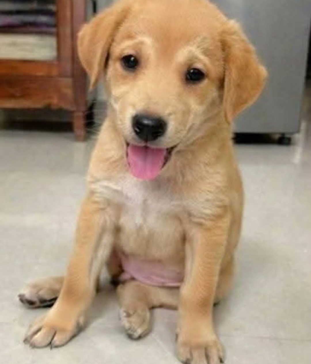 Hyderabad Adoption 🐾