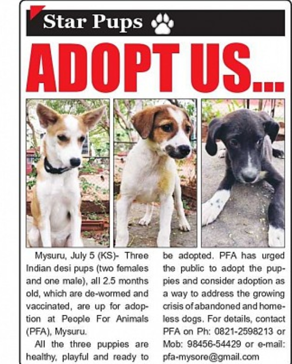 Indian Desi Puppies Available for Adoption in Mysuru