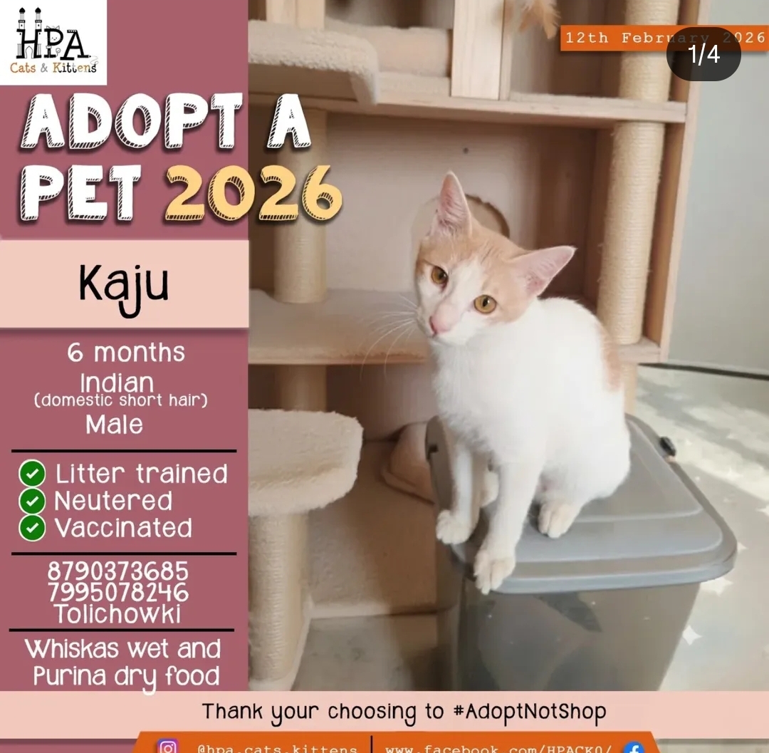 🐱 Kaju – 6 Months Indian Short Hair (Male)