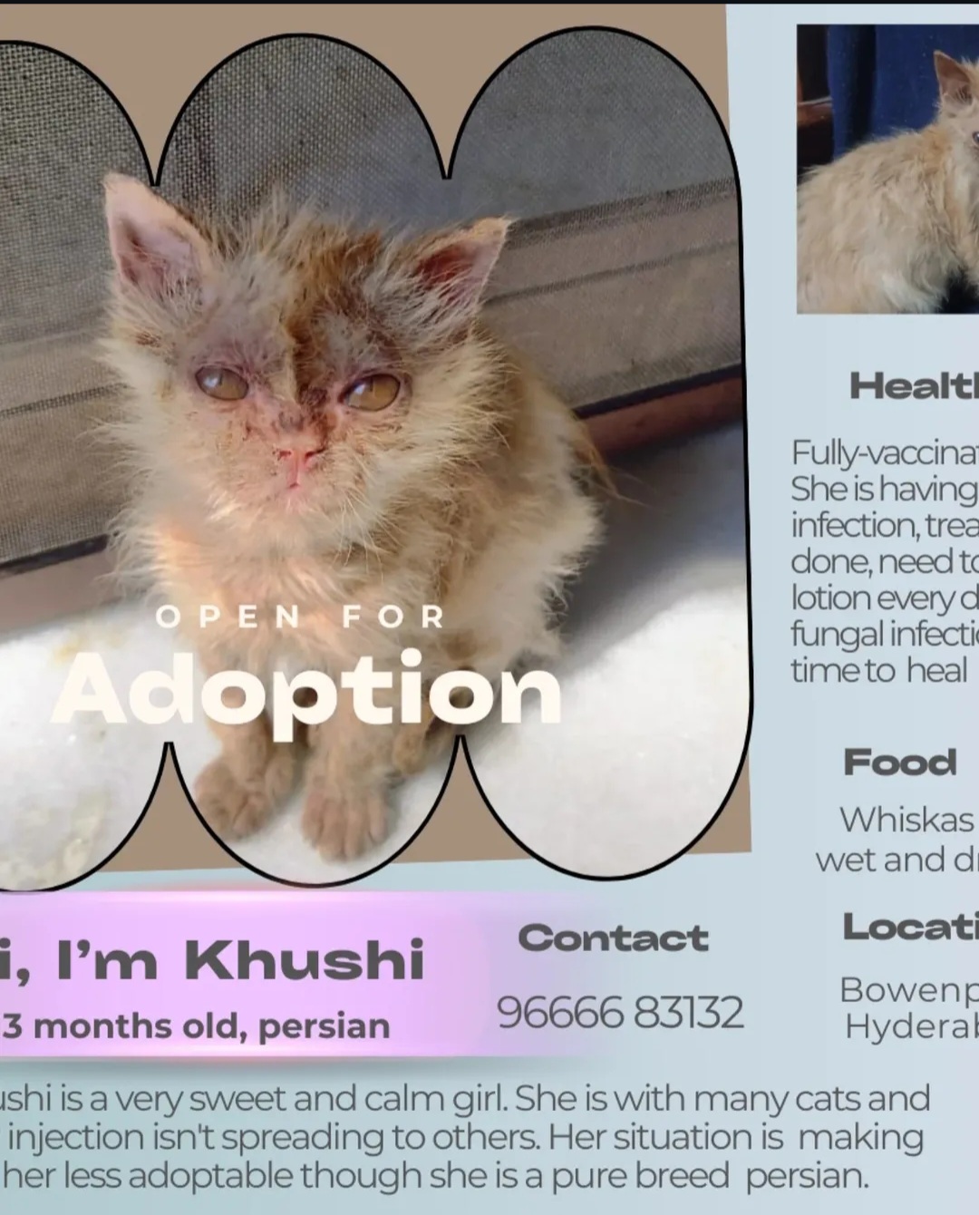 🌸 Khushi – 3 Months Old | Persian Female