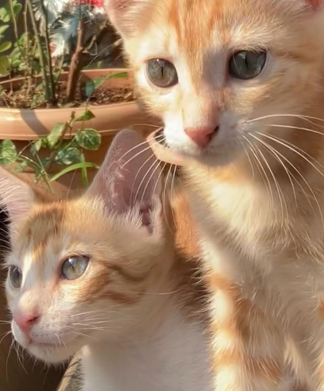 Kiro – 4 Month Old Kittens Looking for a Caring Home