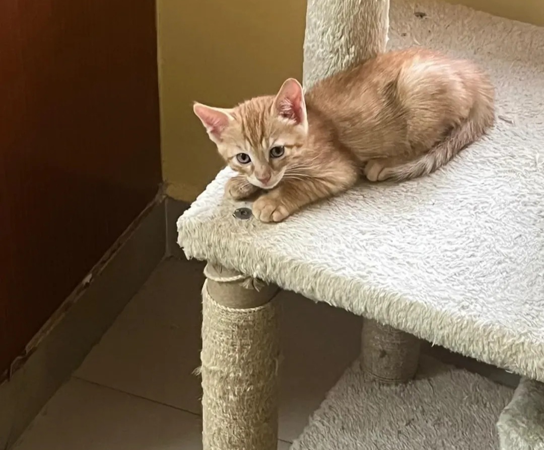 🐾 Kitten for Adoption – Secunderabad 🐾