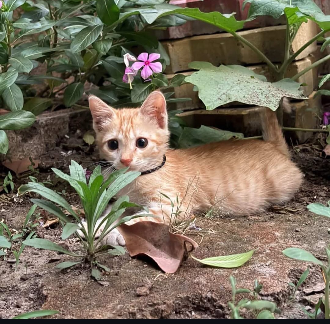 Kitten for Adoption