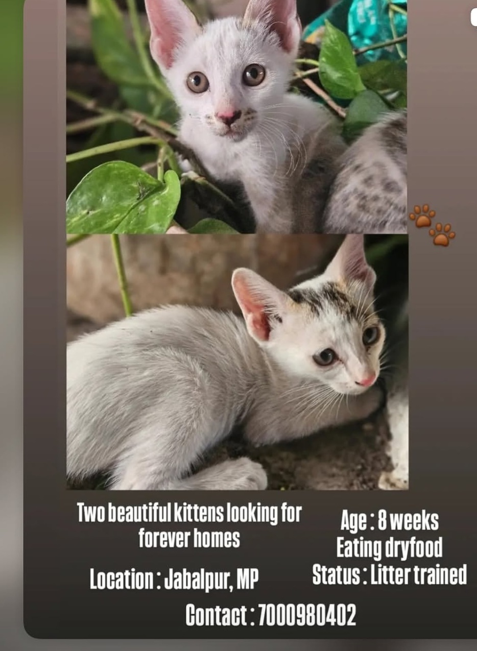 Kittens Adoption