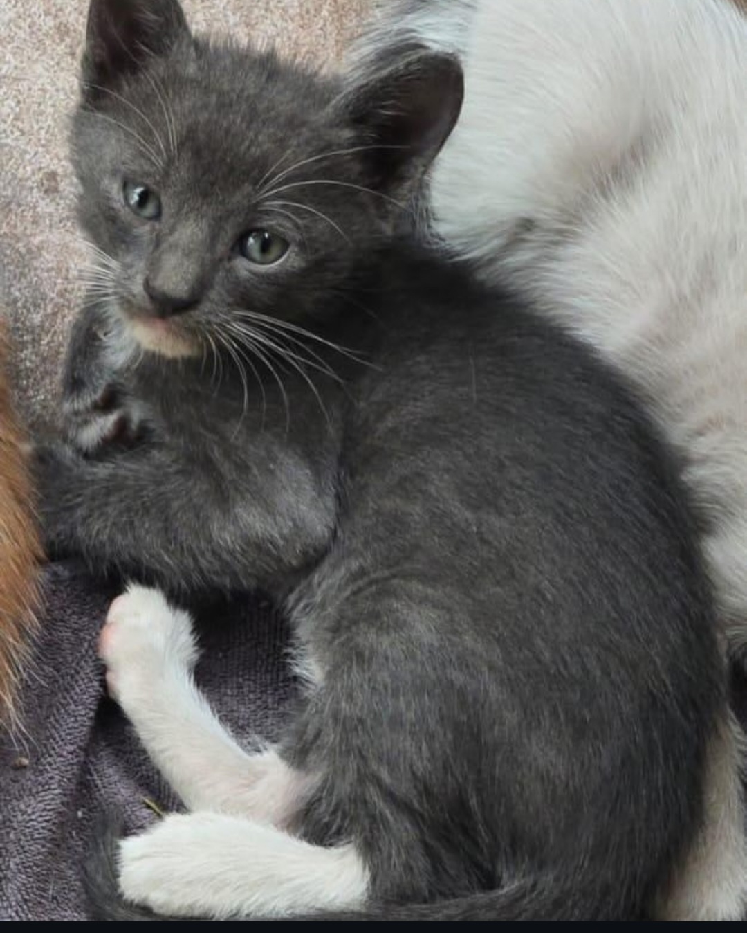 KITTENS UP FOR ADOPTION