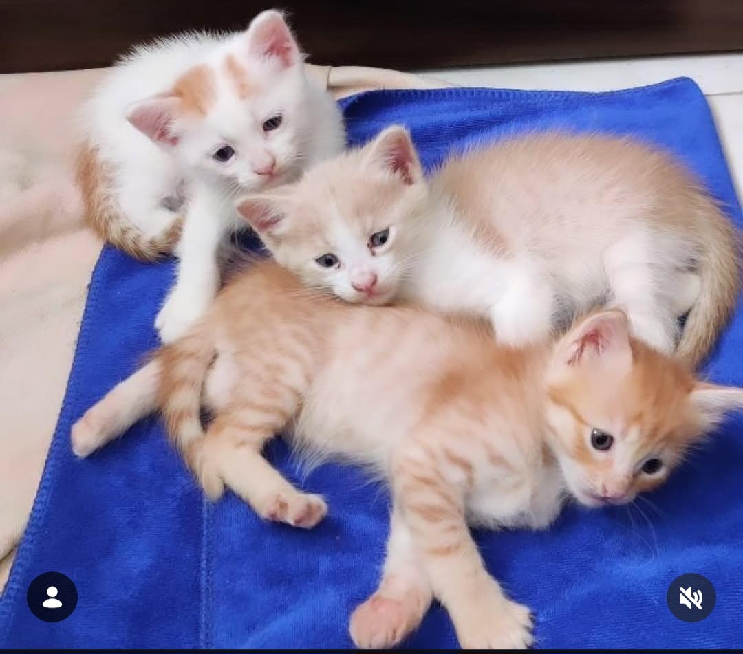 Kittens & Young Cat for Adoption – Pune