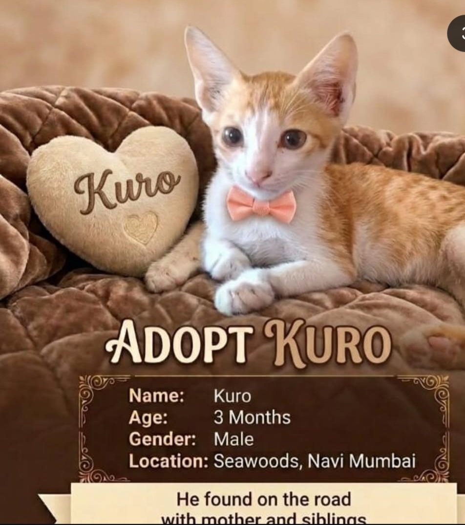 Kuro – Cat Adoption | Navi Mumbai