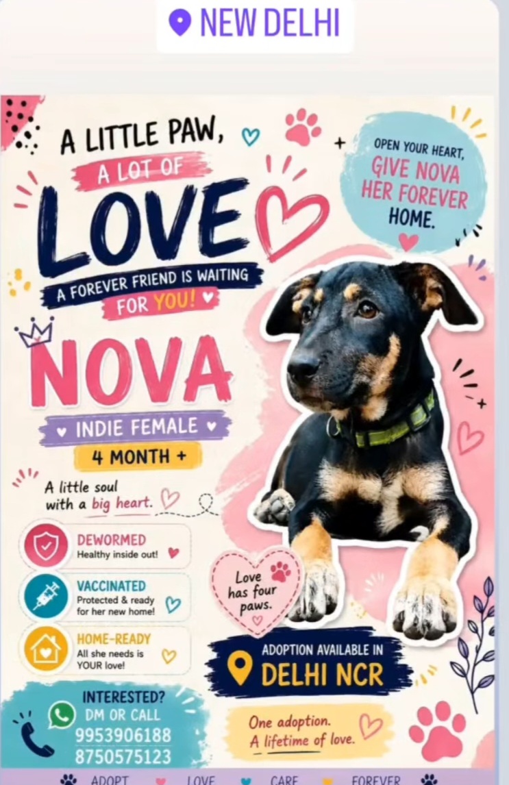 Little Paw, A Lot of Love
