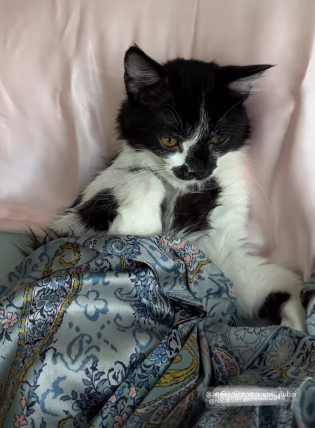 👑 Little Prince Gülkhan – Ready to Rule Your Heart! 👑