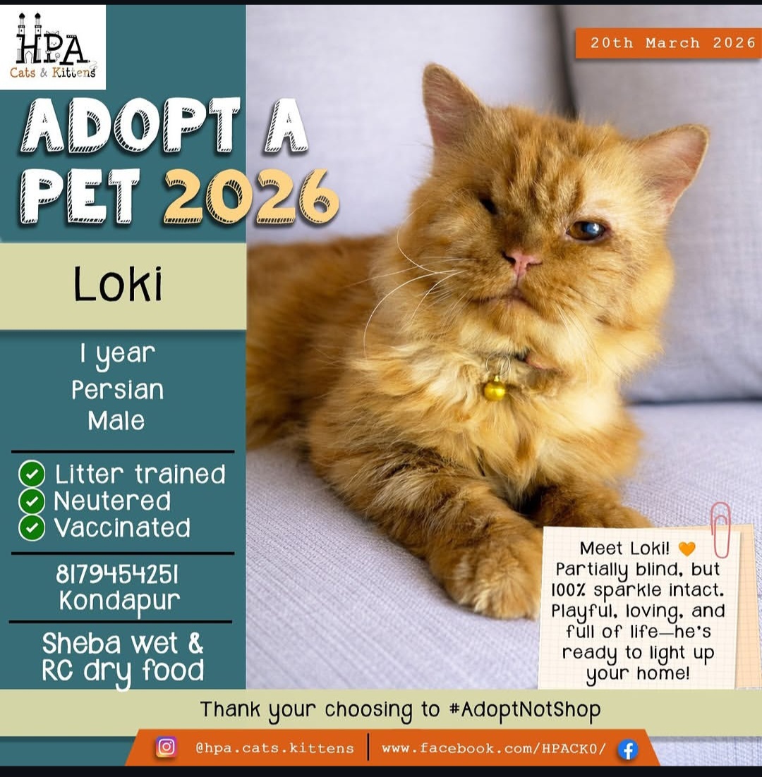 ✨ Loki – Looking for a Loving Home ✨