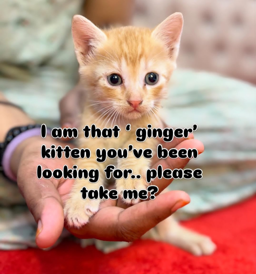 Looking for a ginger baby? 🧡
