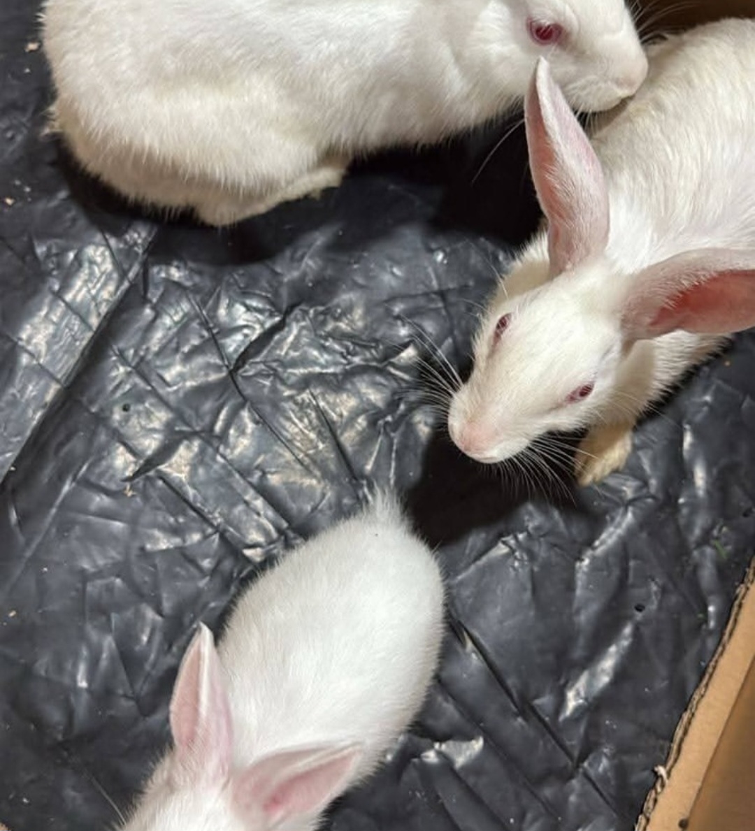 Looking for fosters & also available for adoption