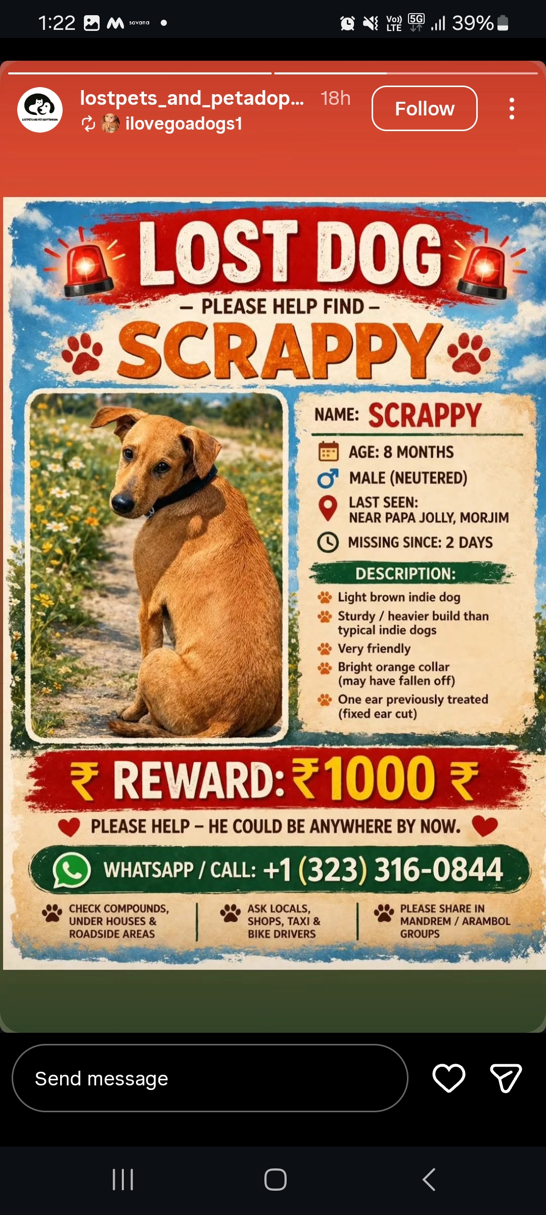 🚨 LOST DOG – SCRAPPY 🚨