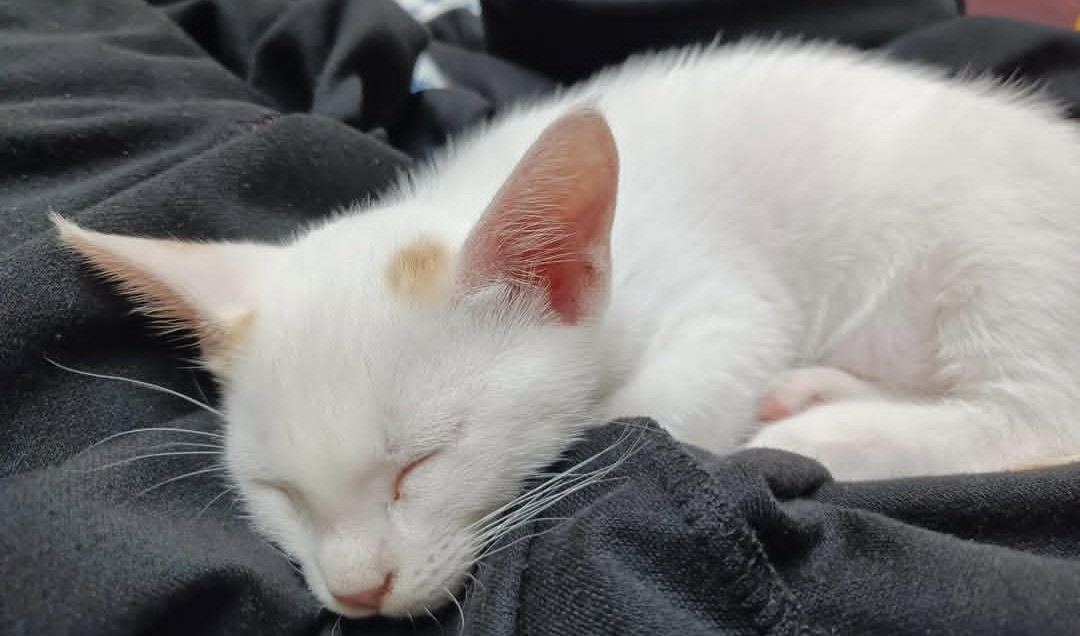 Male Kitten Available for Adoption – Viman Nagar, Pune