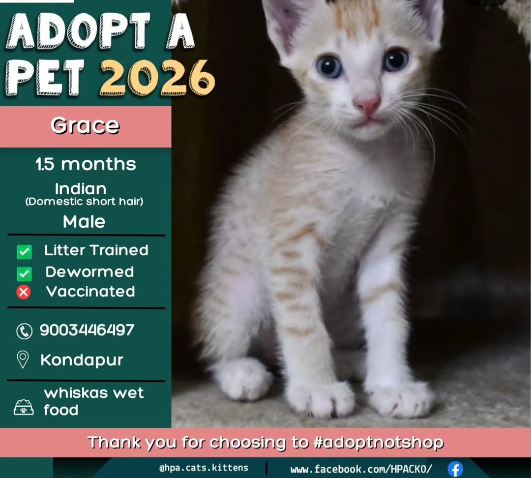 Male Kitten for Adoption