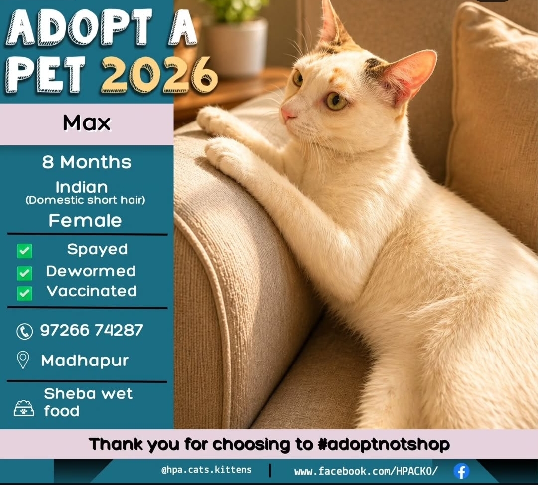 Max – Loving Female Cat for Adoption