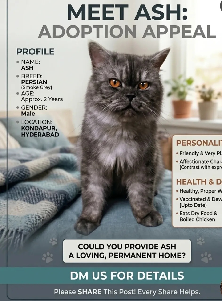 🐾 Meet Ash – Adoption Appeal 🐾