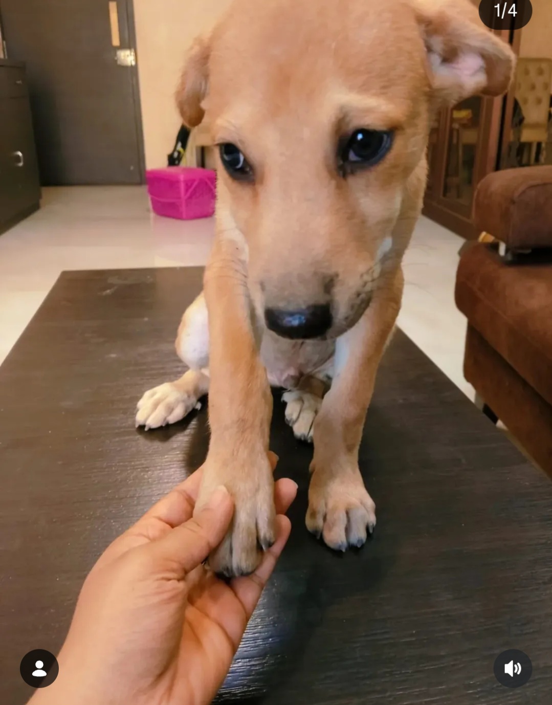 🐾 MEET FILMY – Your Future Best Friend! 🐾